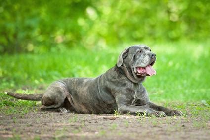 In the cane corso the croup is slightly inclined: Cane Corso - Rasseportrait | markt.de