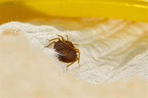 Recognizing Bed Bugs And Where They Like To Hide Budget Brothers Termite