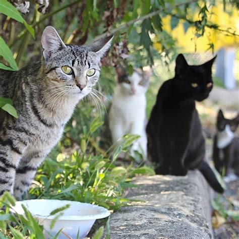 National Feral Cat Day October 16 2023 National Today
