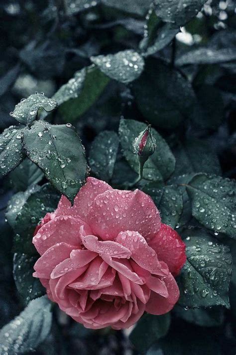 Beautiful Rose Flower Aesthetic Flowers Nature Pretty