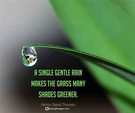 Rain has great importance in human life because life is not possible without water. 22 Rain Quotes To Shower You With Inspiration ...