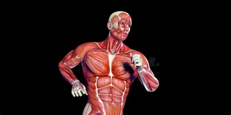 Ejemplo Humano De La Anatomía Del Cuerpo Masculino De Un Torso Humano