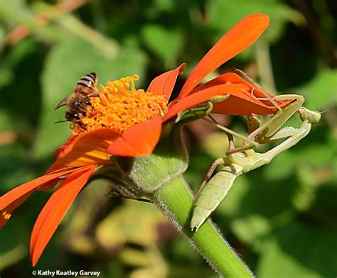 Oh To Be A Praying Mantis Bug Squad Anr Blogs