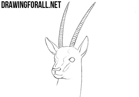 Start by drawing the eye and the outline of the head of your gazelle in pencil. How to Draw an Antelope Head | Drawingforall.net