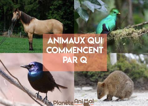 Animal Qui Commence Par Q En Français Et En Anglais