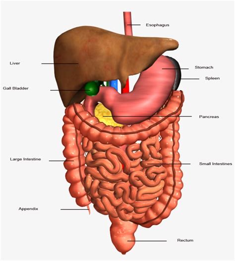 Anatomy Clipart Stomach Digestive System Organs 1024x1024 Png