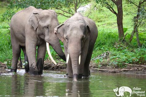 Elephant Photograph Karen Elephant Home Asian Elephant Projects