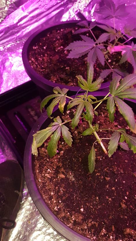 Hey Guys Does Anybody Know Whats Going On With My Plants Ive Only Given It Cal Mag And Some