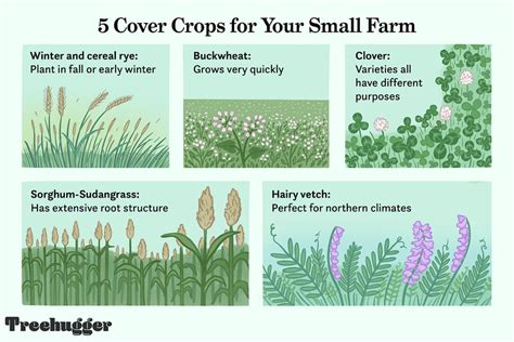 Top 5 Cover Crops For Your Small Farm