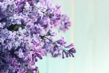 Unfortunately, most fresh cut flowers don't last very long, and it can be a big bummer when your since some types of cut flowers drink more water than others, make sure to check the water level keep trimming them daily, when you change the water in the vase. How to Keep Cut Lilacs Fresh | Home Guides | SF Gate