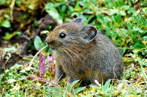 Large Eared Pika Ochotona Macrotis · Inaturalist United Kingdom