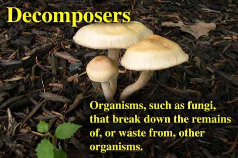The primary decomposer of litter in many ecosystems is fungi. decomposers | esources.etiwanda.k12.ca.us - /documents ...