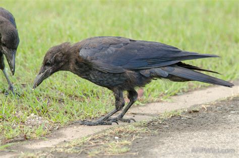 Carrion Crow Ahp Wild