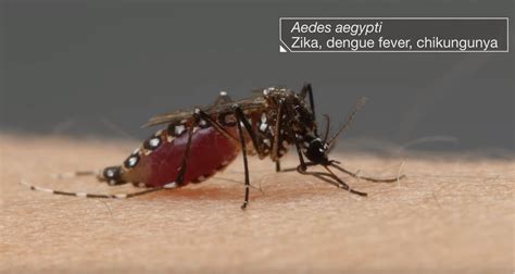 How Mosquitoes Use Six Needles To Suck Your Blood Deep Look