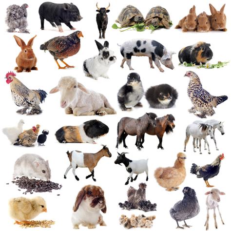 All Kinds Of Farm Animals Stock Photo 08 Free Download