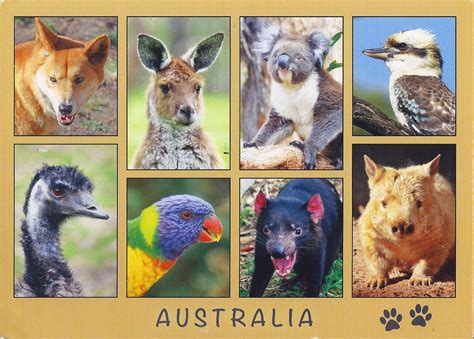 A Journey Of Postcards Animals Of Australia