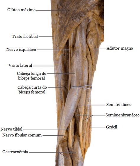 Anatomia Da Cabe A Curta Do B Ceps Femoral Instituto Fortius
