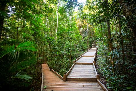 Daintree National Park Oldest Rainforest On Earth The World Or Bust