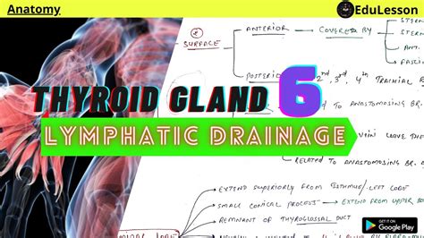 Thyroid Gland Anatomy 6 Lymphatic Drainage Lymph Nodes Of Thyroid