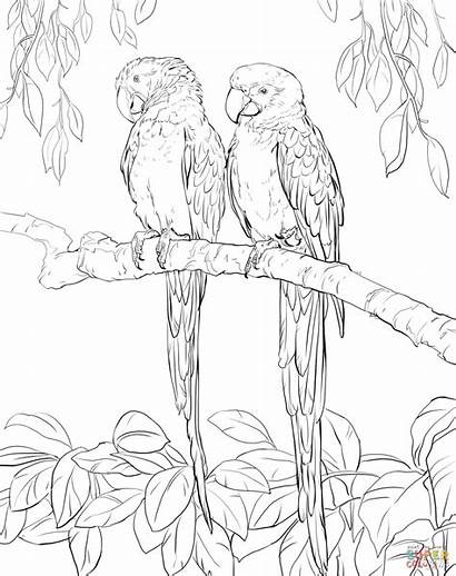 Macaw Coloring Scarlet Macaws Pages Drawing Printable