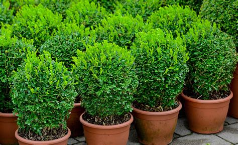 How To Grow And Care For Boxwoods The Home Depot