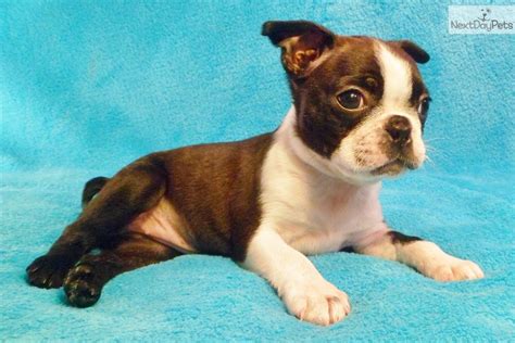 The wolverine state is no stranger to pets as a good percentage of the state's occupants are proud pet owners. Meet Little Mini a cute Boston Terrier puppy for sale for ...