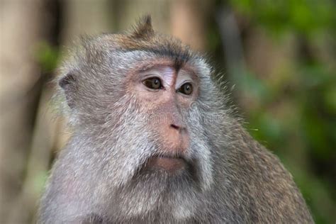 Sad Monkey Stock Image Image Of Indonesia Cute Animal 29301383