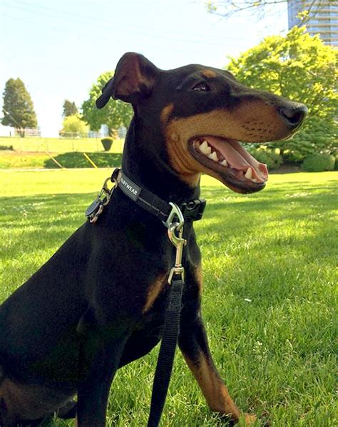 Manchester Terrier Dog Breed Information Pictures Characteristics