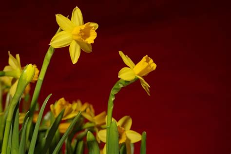 Easter Daffodils Gratis Stock Fotos Rgbstock Gratis Afbeeldingen