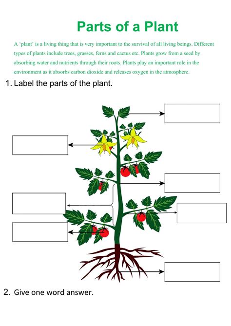 Https://techalive.net/worksheet/parts Of Plants Worksheet