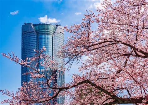 Sakura Guide 14 Best Places To See Cherry Blossoms In Tokyo Byfood