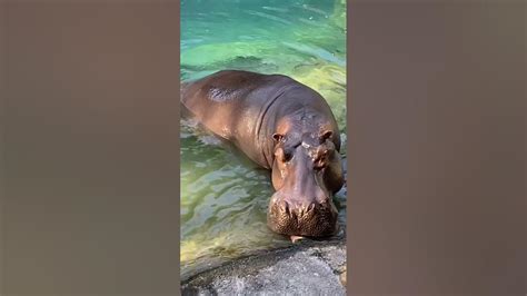 Hippos Eating Watermelon At Disneys Animal Kingdom Youtube