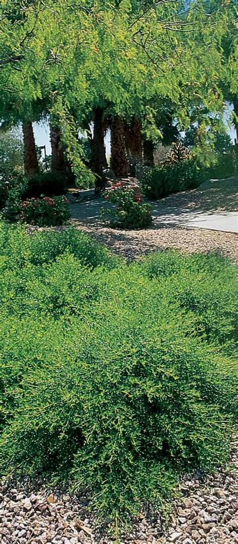 Your garden supply and advice hq. Photo Details | Arizona Municipal Water Users Association ...