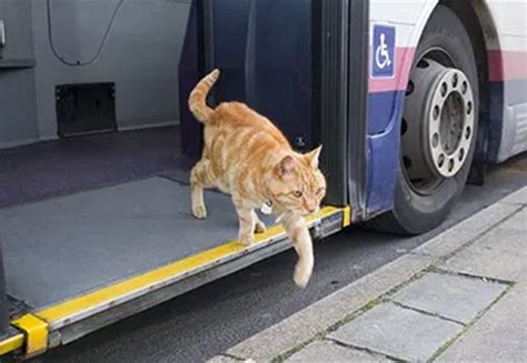 Chistes Geniales On Twitter Cuando Viajas En Bus Y Te Da Asco Y Mareo Mmm Uno Aparte De