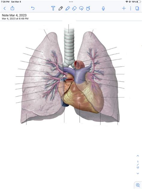 The Lungs Diagram Diagram Quizlet