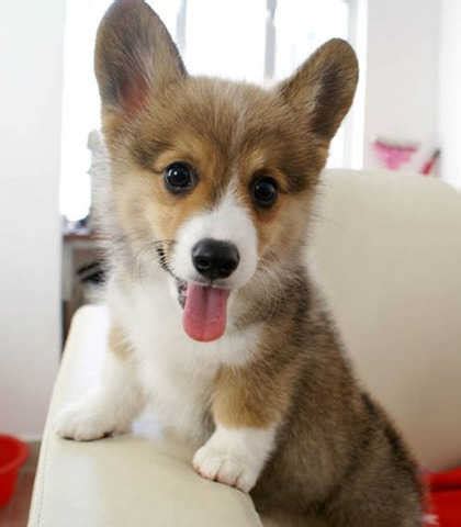 Find a welsh corgi puppy for sale. Pembroke Corgi Puppies for sale to good homes FOR SALE ...