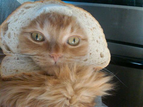 Breading Cats Is Latest Web Photo Fad Photo 1 Cbs News