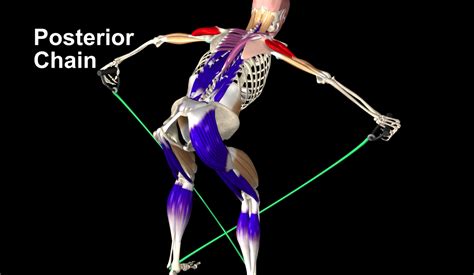 Posterior Chain Muscleandmotion Strength Training Anatomy Muscular