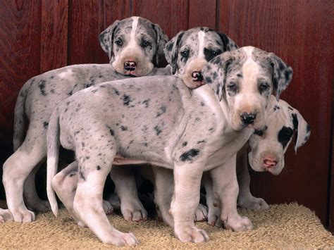 While some dogs age up to 22 years, this whole species features a much shorter lifespan which while puppies are generally very small and with short hair, it is possible to tell what quality it is. Great Danoodle (Great Dane X Poodle Mix) Info, Temperament, Puppies, Pictures