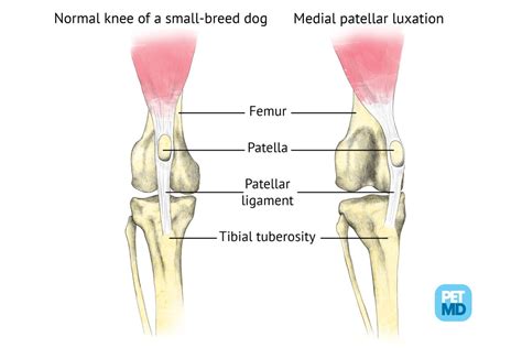 Patellar Luxation In Dogs Medical Diagram Petmd