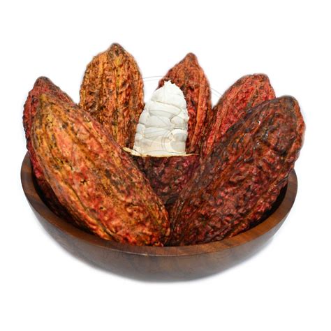 Buy Fresh Cacao Raw Chocolate Cocoa Pod Tropical Fruit Online In India