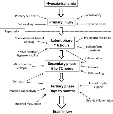 Perinatal Hypoxic Ischemic Encephalopathy