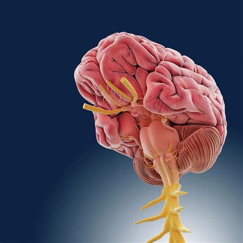 Central Nervous System Photograph By Springer Medizinscience Photo