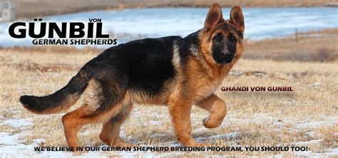 If you do not have experience working with dogs, enroll in obedience classes and. Gunbil German Shepherd Breeders | Larkspur, Colorado 80118