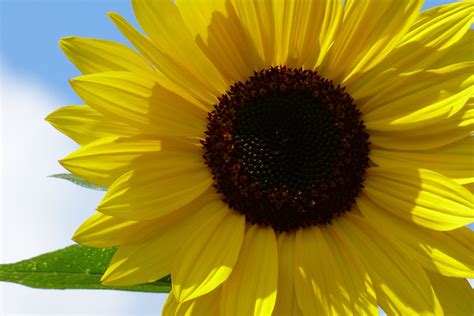 Sunflower Flower Yellow · Free Photo On Pixabay