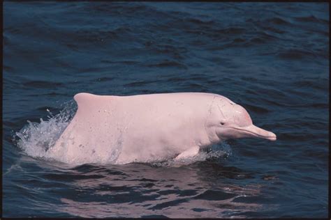 9 Endangered Dolphin Species Status Conservation
