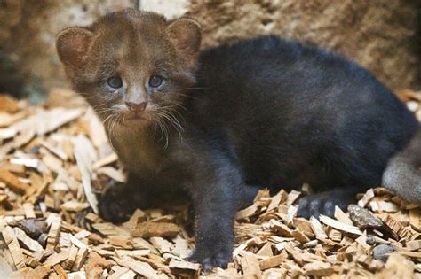 Zoo Prahas Jaguarundi Cub Follows Mom Outside The Den Zooborns