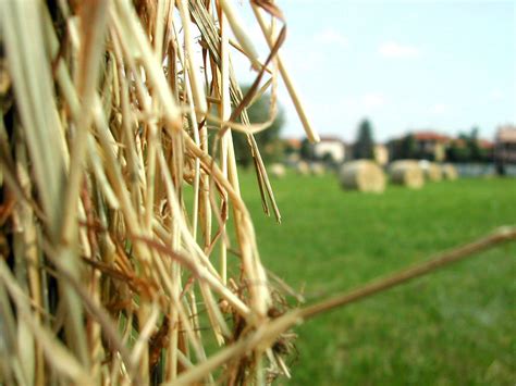 Hay Free Photo Download Freeimages