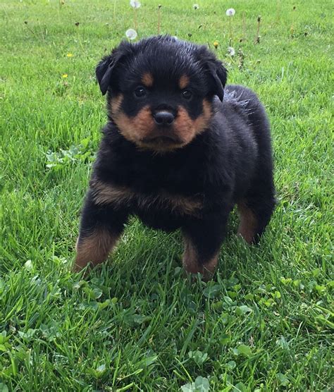 Check spelling or type a new query. Rottweiler Puppies For Sale | Pennsylvania 18, PA #200815
