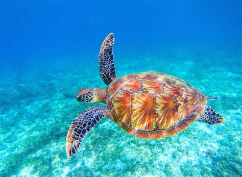 sea turtle swims in sea water big green sea turtle closeup wildlife of tropical coral reef